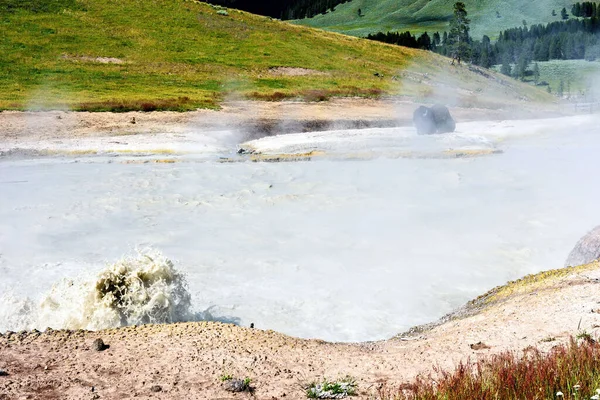 American Buffalo Bison Bison Resting Steam Geyser Yellowstone National Park — Stock Photo, Image