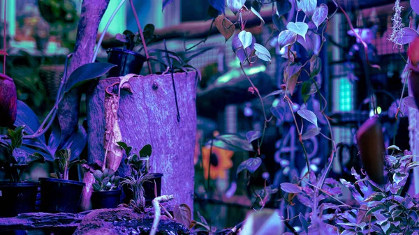 Bir odadaki tropikal, mor renkli bitki.