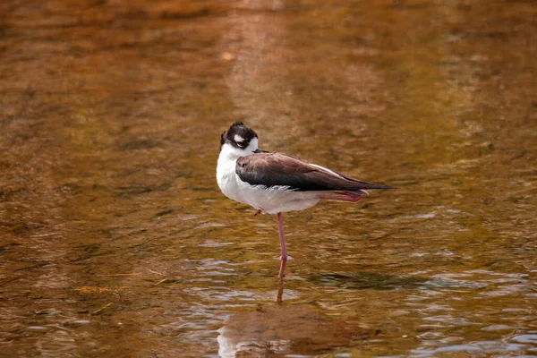 Selective Black Winged Stilt Himantopus Himantopus Lake — Stock Photo, Image