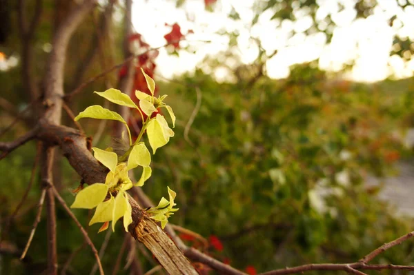 Primer Plano Nuevas Hojas Amarillas Crecidas Rama Rota Del Árbol — Foto de Stock