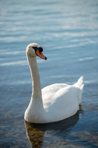 Ein Weißer Eleganter Schwan Watet Einem See — Stockfoto