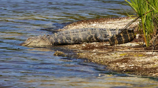 アメリカのワニが海岸から水の中に — ストック写真