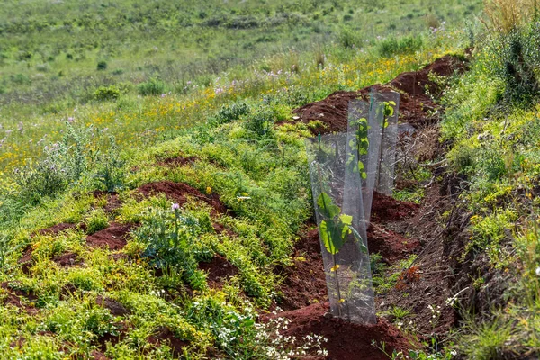 The planting trees on the land