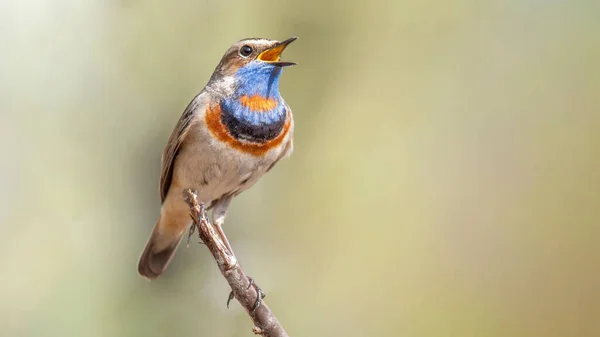 Shallow focus shot of a colorful bird perching on a twig