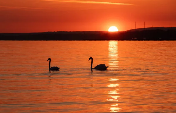 Beautiful Sunrise Lake Morning Sun Swa — Photo