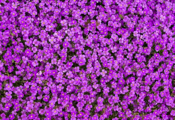 Closeup Shot Many Viola Flowers Blooming Garden — Fotografia de Stock