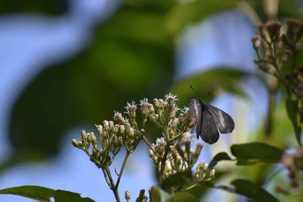 Shallow Focus Shot Odezia Butterfly Common Boneset Flowers Blurred Green — Foto Stock