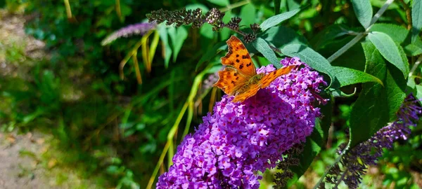 Оранжевая Бабочка Сидящая Фиолетовом Цвете — стоковое фото