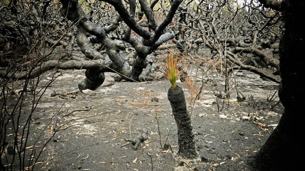 Yıkıcı bir yangından sonra çim ağacı yeni filizler dikiyor.