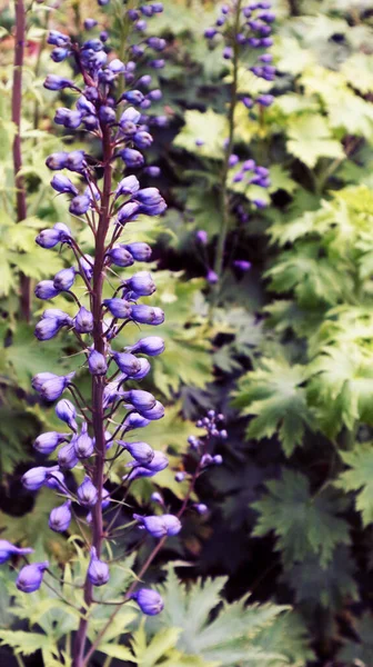 Closeup Aconitum Flower Park — Zdjęcie stockowe