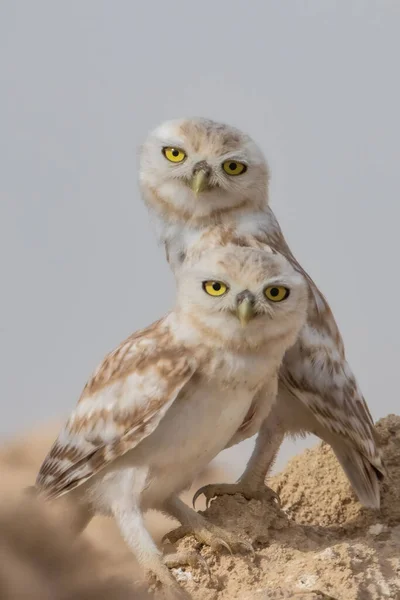 岩の上に2匹の愛らしい茶色の小さなフクロウの群れ — ストック写真