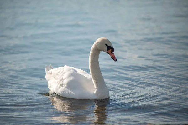 一只白天鹅在水里游泳的特写镜头 — 图库照片