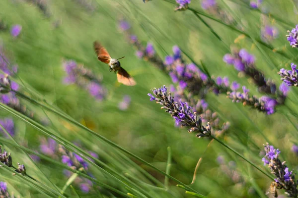 İlkbaharda mor lavantalara doğru uçan sinekkuşunun yakın çekimi.