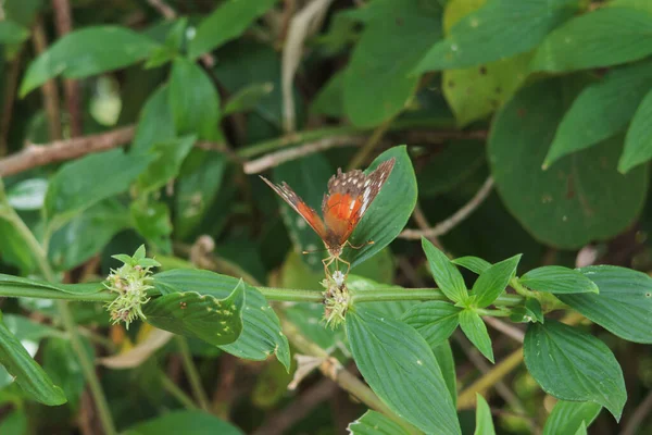 Kupu Kupu Pada Daun Hijau — Stok Foto