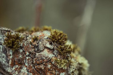 Ağaçtaki yosunların yakın plan çekimi.