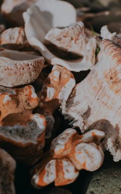 A vertical shot of seashells and rocks under sunlight