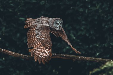 Arka planda ağaçlarla uçan Avrasyalı bir kartal baykuş.