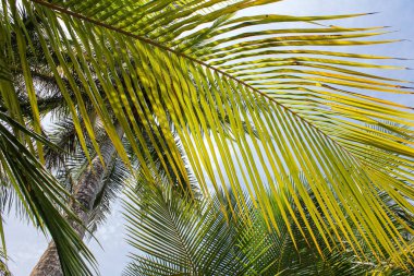 A palm tree under the sunlight