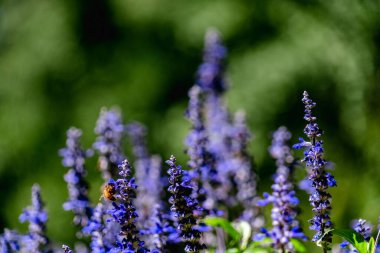A selective focus shot of common sage flowers growing in the garden on a blurry background