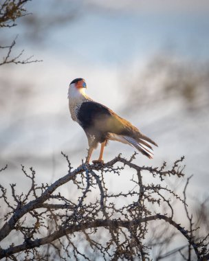 A view of a beautiful Crested Caracara on a branch in a forest