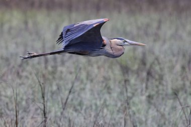 A beautiful shot of a great heron bird flying over a green natural field