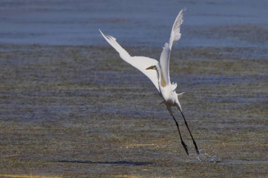 Ardea alba, su yüzeyinin üzerinde uçan büyük balıkçıl balığına yakın çekim. Seçili odak.