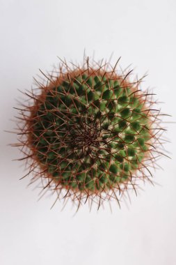 A top view shot of a cactus on a white background