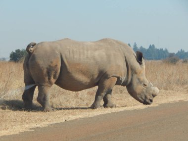 Güneşli bir sabahta kuru bir tarlada seçici bir gergedan.