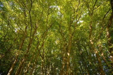 dense woods of beech trees in the early summer