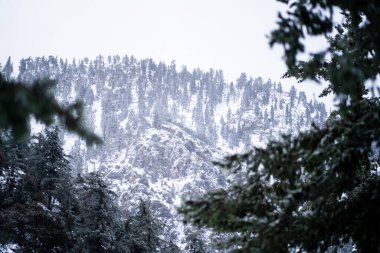 A closeup of the coniferous tree branches against the snowy hillside. California, United States.