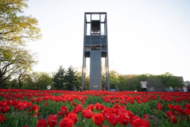 A wide-angle photo of the fields of red tulips in front of the Netherlands Carillon