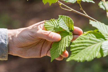 Fındık yaprakları ve bitki örtüsü konseptini inceleyen tanınmayan bir botanikçi..