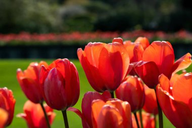 A closeup of red tulips at Butchart Gardens, Victoria, BC Canada