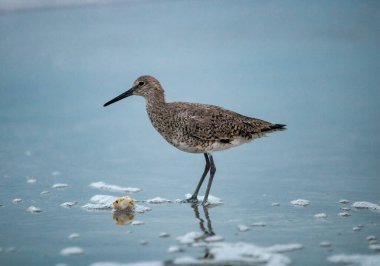 A beautiful Seagull bird at Cocoa Beach, Florida with blurred background