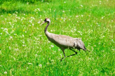 A closeup of a crane walking on green grass on a sunny day in the countryside of Sweden