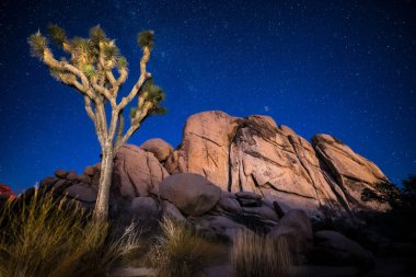 Yıldızlarla dolu mavi gökyüzüne karşı bir Joshua ağacı ve uçurumun güzel bir görüntüsü.