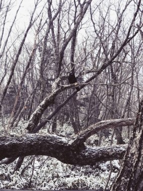 A vertical shot of a tree in a forest during the day in grayscale