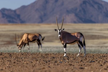 A closeup of two oryx standing in a deserted landscape against mountains on a sunny day
