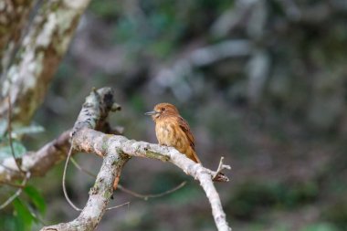 A selective shot of white-whiskered puffbird (Malacoptila panamensis) perched on a branch