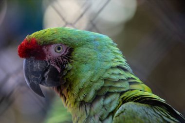 A selective focus closeup of a cute colorful Military Macaw bird looking to the distance