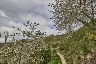 Gün ışığında bulutlu gökyüzüne karşı tarlada çiçek açan ağaçların güzel manzarası.
