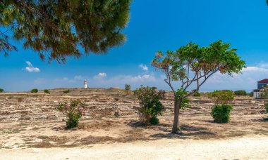 A beautiful view of trees at the dessert at the Cyprus Paphos Archaeological Park on a sunny day