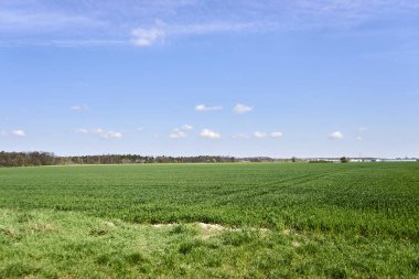 The horizon line trees grass in the field at summer sunny day