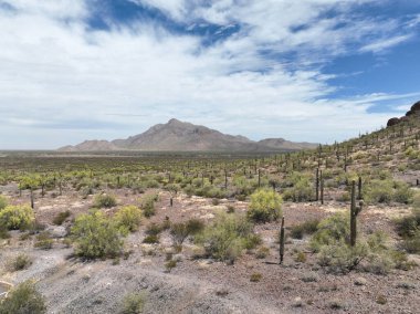 A view of a desert with cactuses on a sunny day in Arizona
