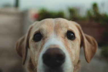 A closeup shot of a Labrador Retriever dog's face