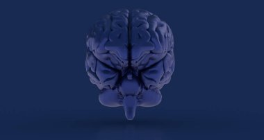 Mavi arka planda izole edilmiş insan beyninin üç boyutlu bir çizimi.