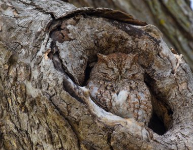 An owl in an old tree hollow