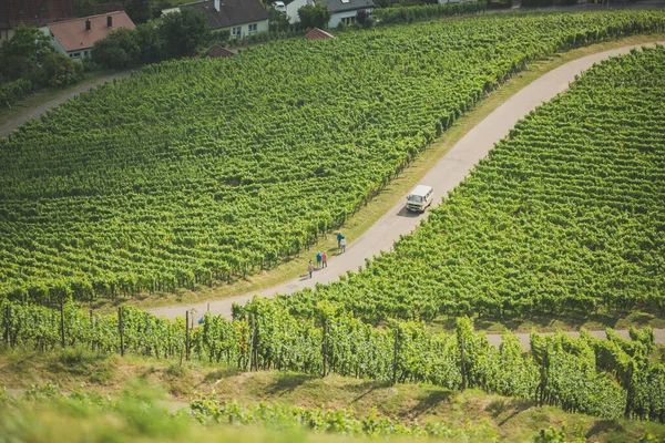 Country Landscape Large Green Vineyards Visitors Car Road — Stock fotografie