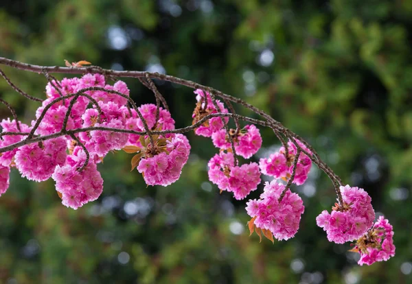 Closeup Shot Beautiful Pink Sakura Blossoms — Φωτογραφία Αρχείου