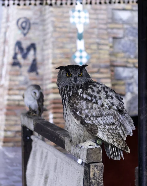 門の上に立っているフクロウの垂直ショットは不思議なことに何かを見て — ストック写真